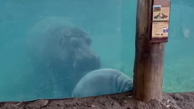 Cute hippopotamus animal playing in the aquarium water