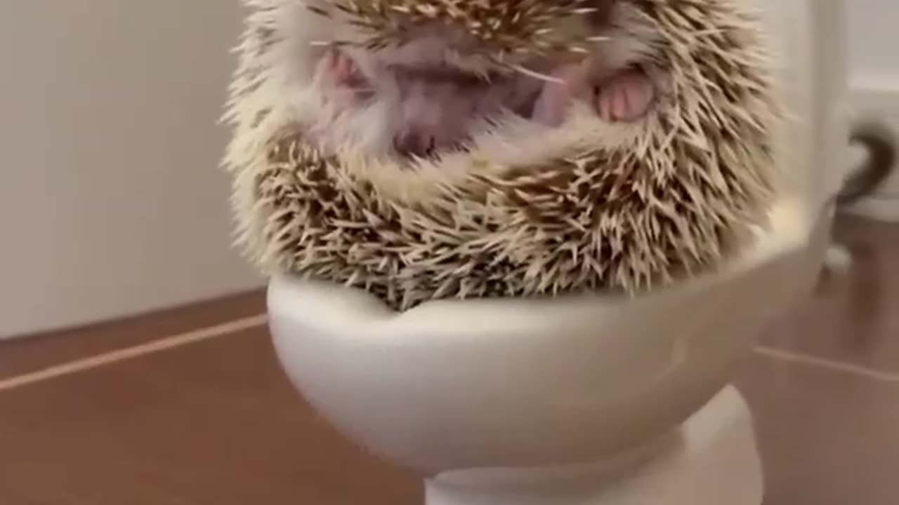 🦔🦔🦔🦔🙂🙂