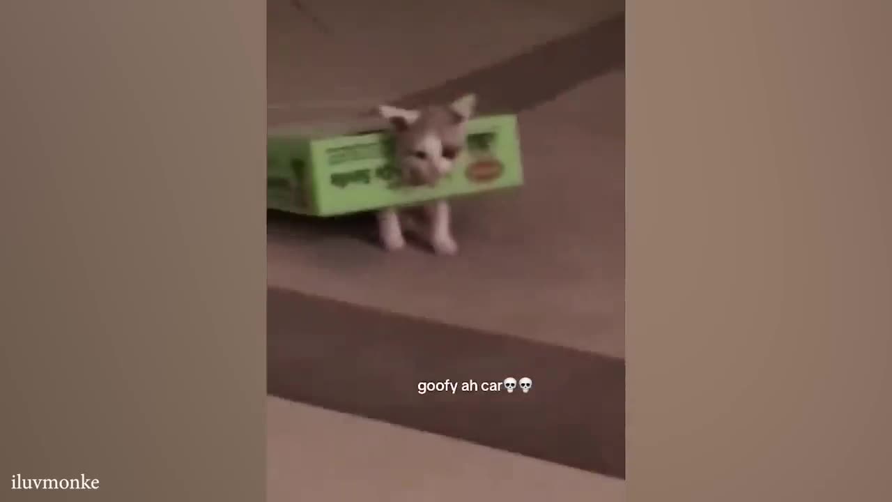funny cats