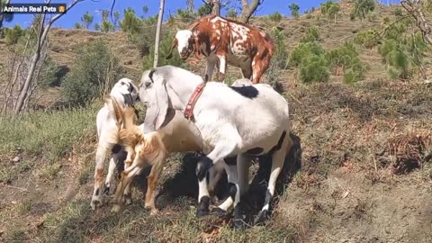 goat video | goat funny video | animal videos | cute goat 🐐❤️🤣🐐| goats funny videos | Goat videos