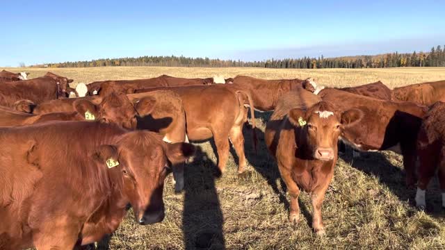 Cody Jackson Bred Heifers