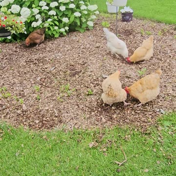 OMC! Flock of joy & peace but also hunters of protein! 🐔🤯🤣#flock #peace #hunters #protein #shorts