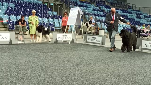 Neufundländer Schau 2022
