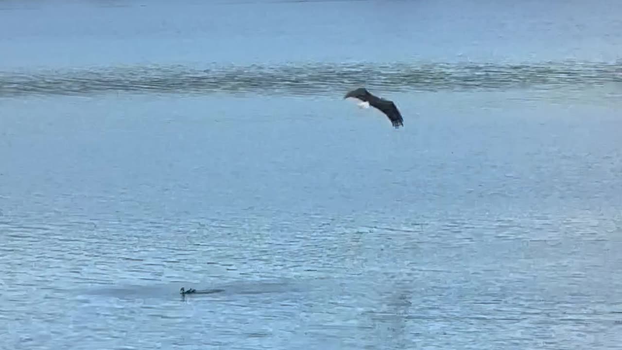 Duck Dives Away From Eagle's Talons