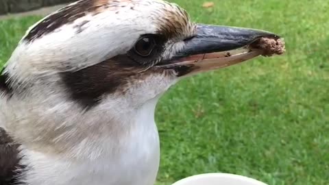 Kookaburra