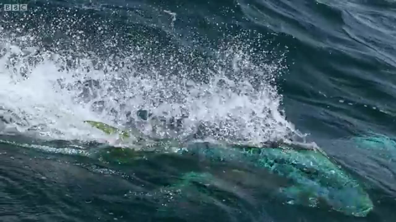 Flying Fish Picked Off From Above And Below | The Hunt | BBC Earth