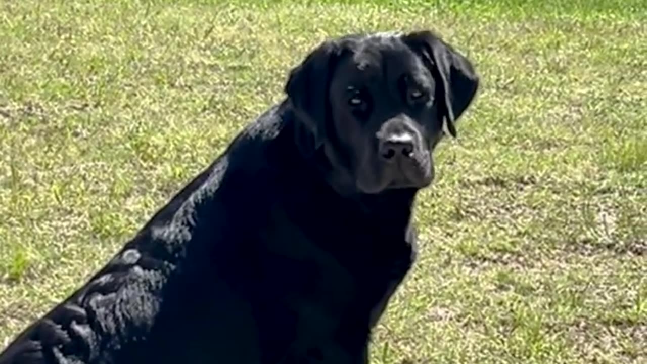 Black Lab Soaking In the Sun