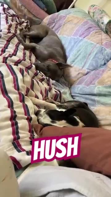 Hush little doggy’s