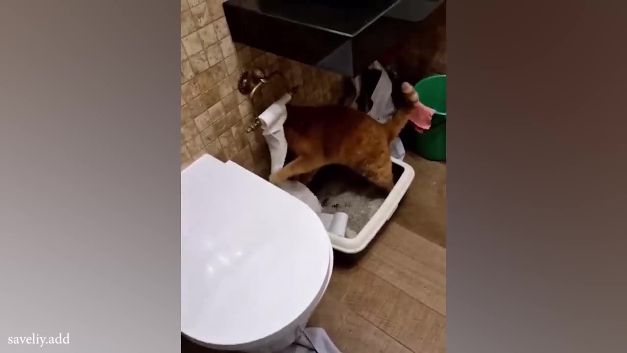 funny cats