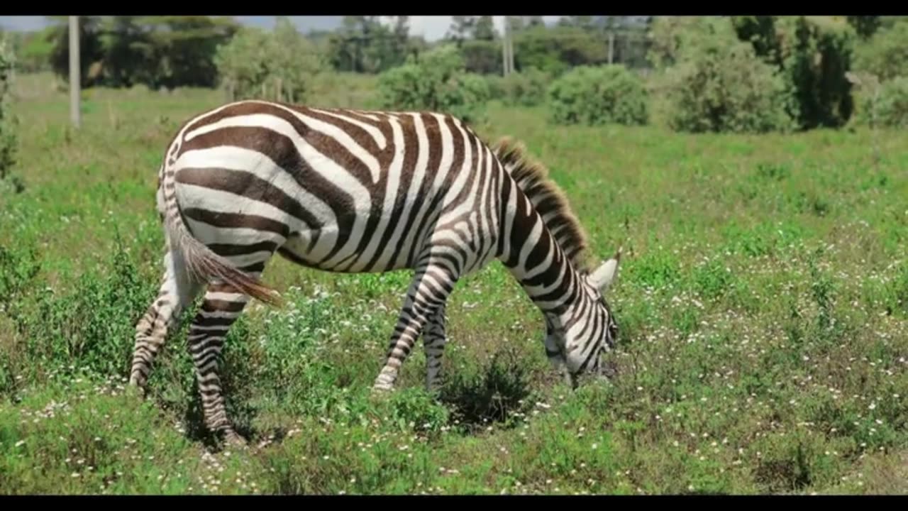 🦓 ZEBRA SNACK TIME! 🌿 Chill Savannah Vibes 🌞