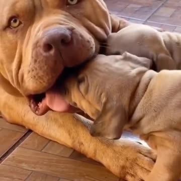 Cute Dog playing with its Babies