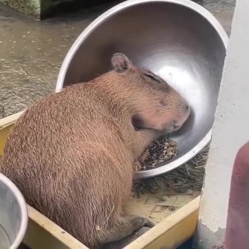 One way to safeguard your food 😂