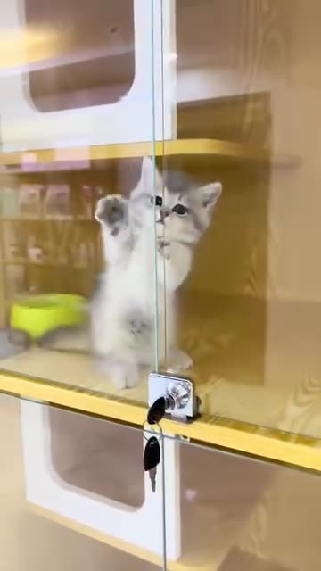 Funny cat funny moments