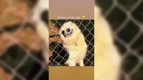 Best funny dogs try not laugh 😆😆