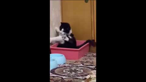 Funny cat and dogs video