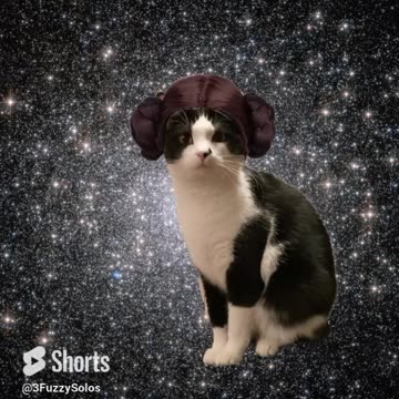 3 Fuzzy Solos wish you Happy Star Wars Day