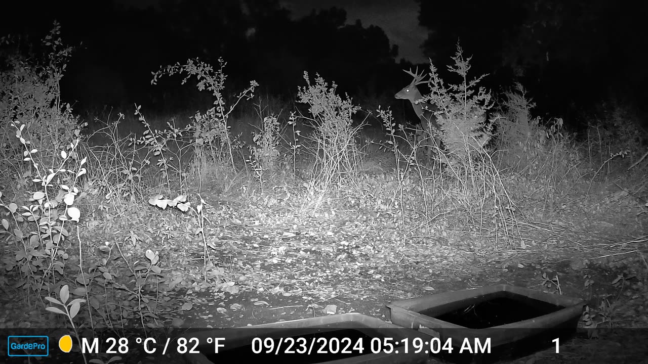 Coyote in Deer Country