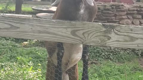 Captured on Camera: Animal's Daring Escape Attempt Through the Fence