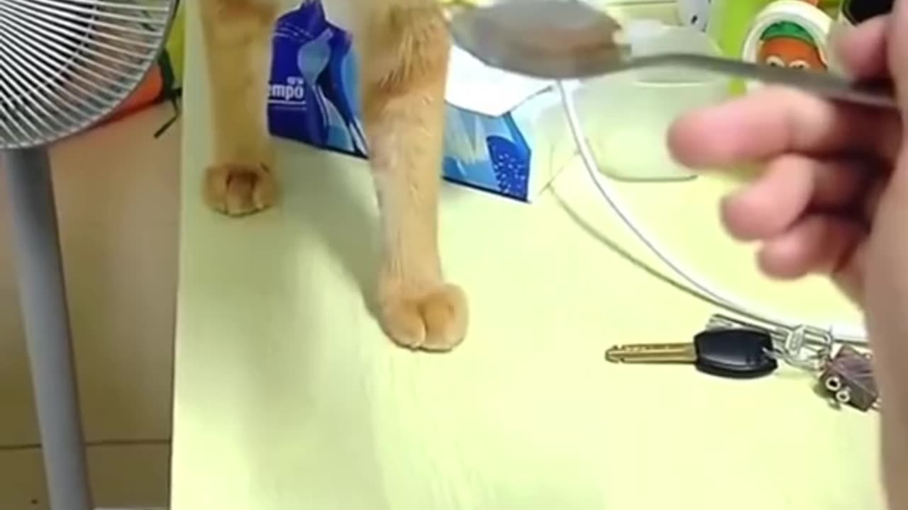 Hhhh cat