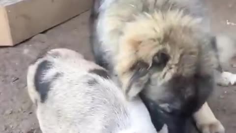 🙏❤🎉🎉🎉🎊🎊🎊️SWEET AND FUNNY ANIMALS SHOTS 🙏❤️❤️🎉🎉🎉🎊🎊🎊