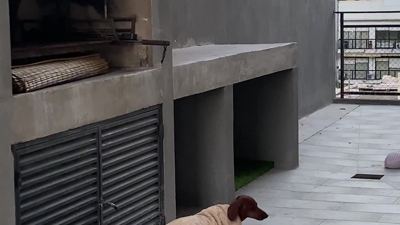 Chilly Dachshund Wears Blanket On Terrace