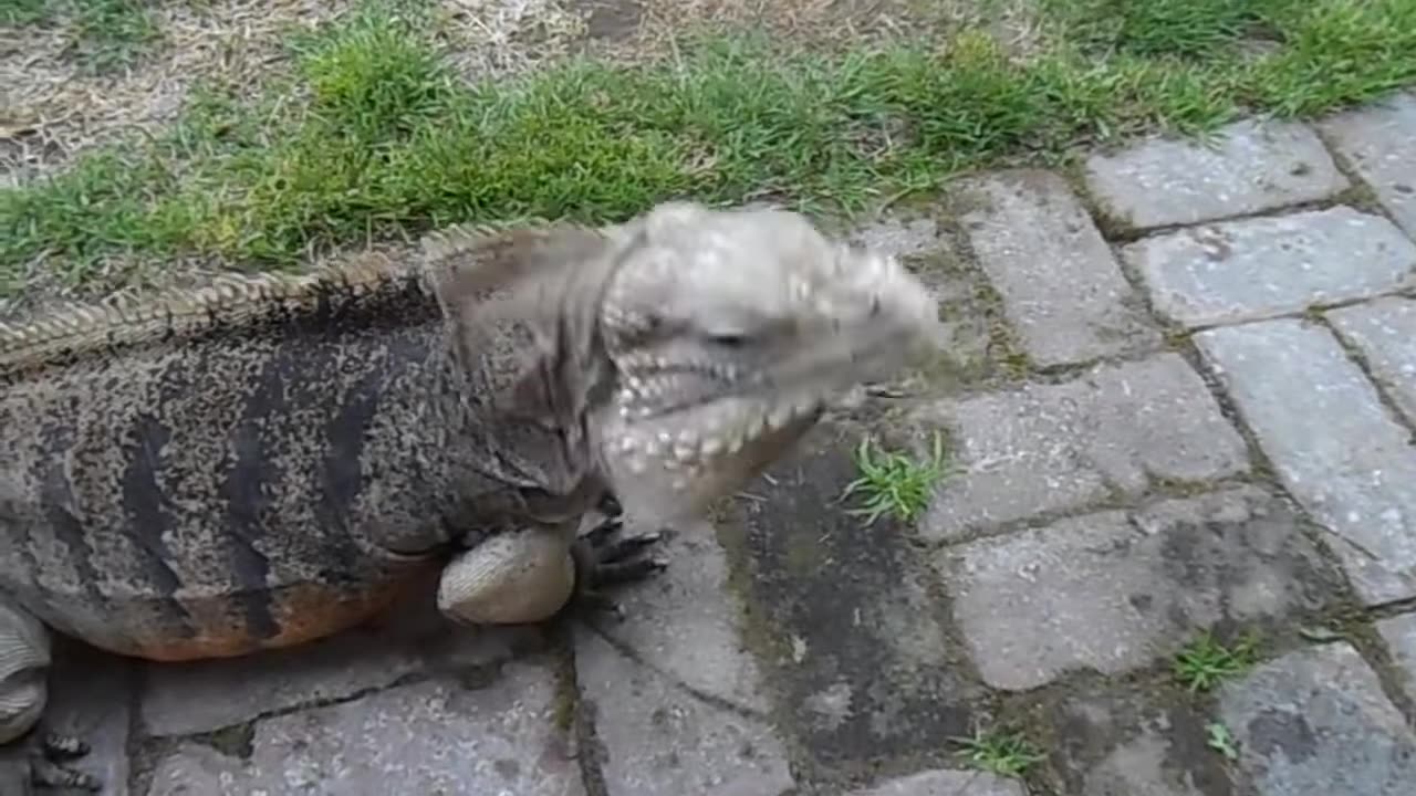 Funny Animal Videos | Try Not to Laugh