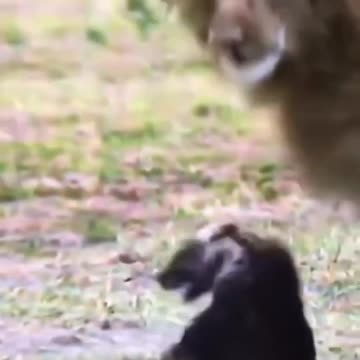 Lion attack Hyena #shorts
