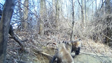 Fox Cubs