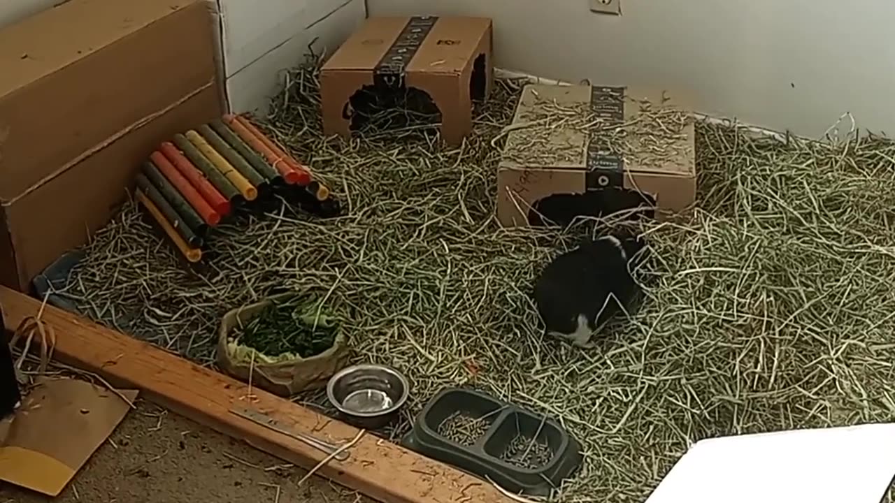 PUBERT'S LAST HURRAH