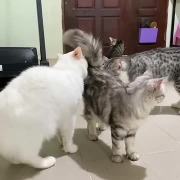 Don't quarrel✨🐈#cat #shorts #cutecat