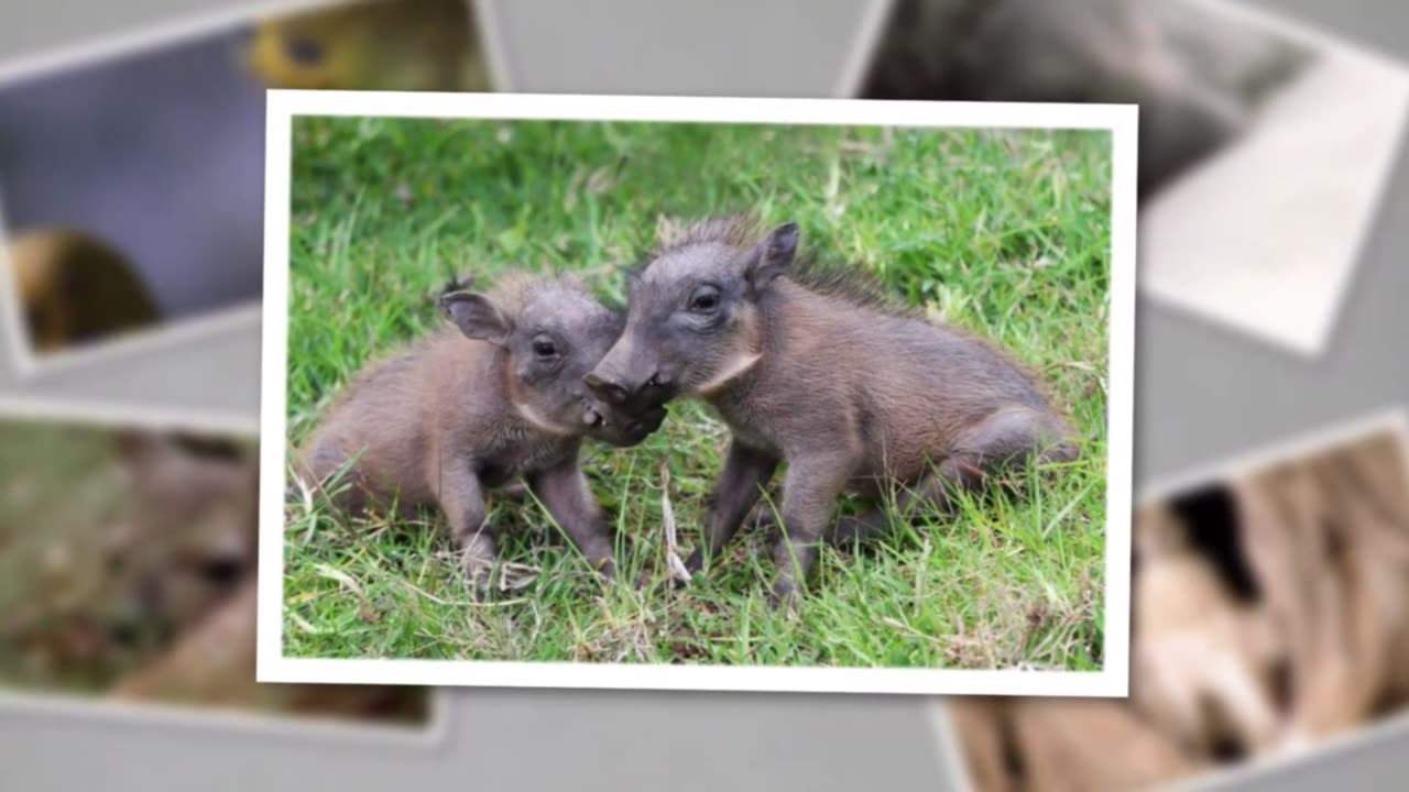 African Savannah babies