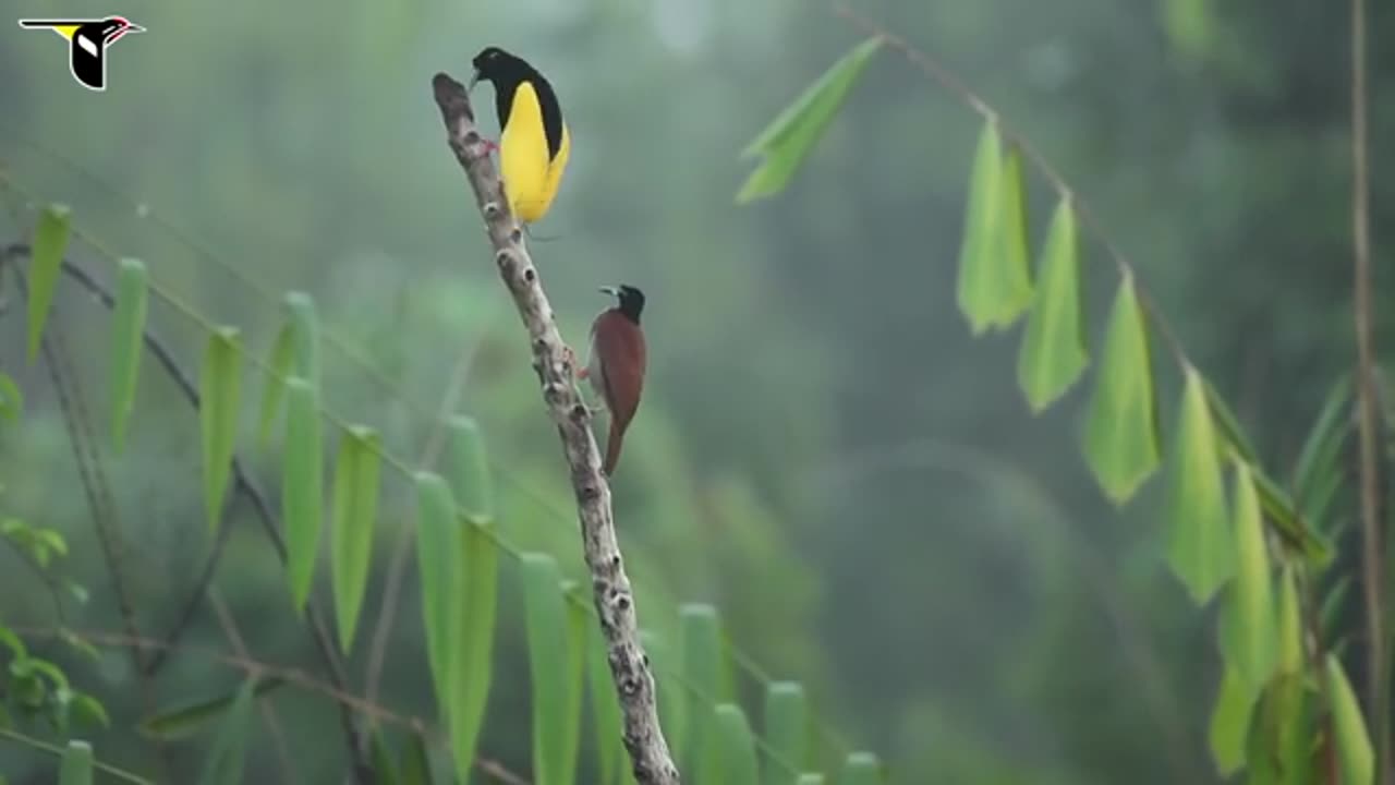 Twelve-wired Bird-of-Paradise