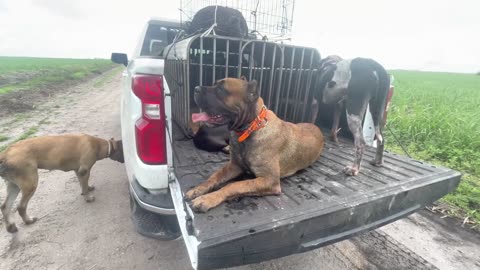 Dog pack catches Big Wild Boar Hog & I get attacked by Bees