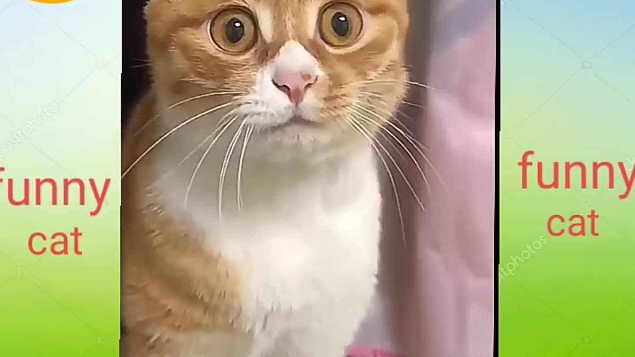 Funny cat moments