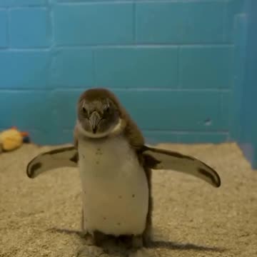 Penguins and soap bubbles