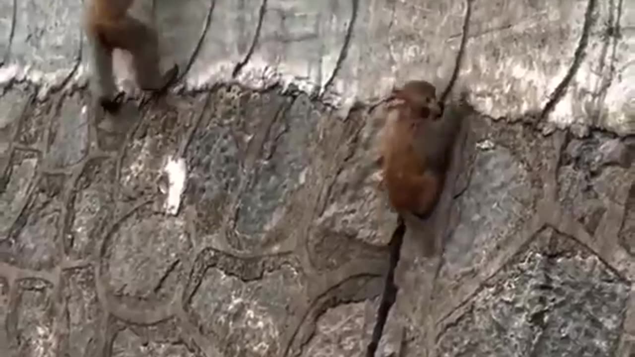 The Monkey Saved The Baby Monkey #shorts #shortvideo #video #virals #videoviral