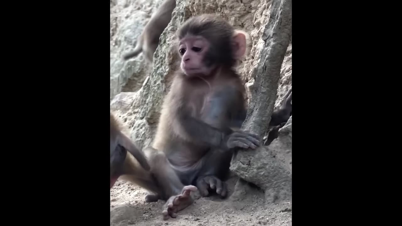 AWW Animals SOO Cute! Cute baby animals Videos Compilation cute moment of the animals 🤣😁😂