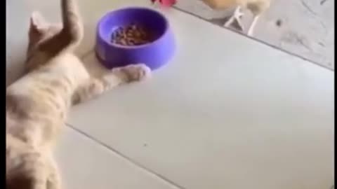 Funny animal video