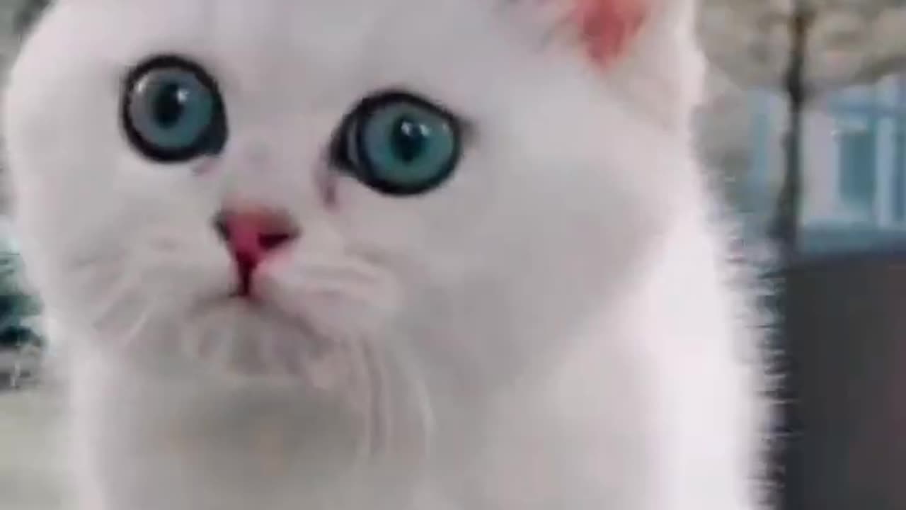 Cute cat animals