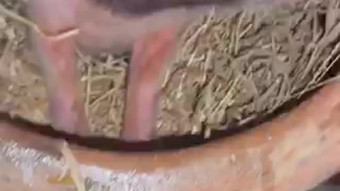 Amazing animal trending video