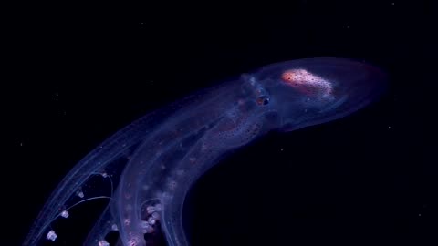 The Glass Octopus #oceanmysteries