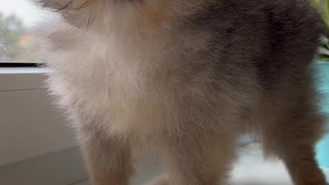 Baby dog#cute puppy barking#4kviral#shorts