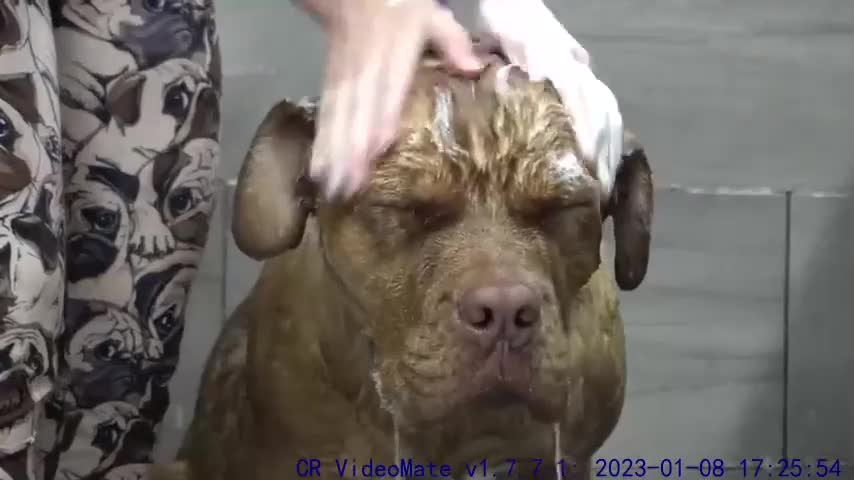 Mastiff dog pouts during his groom The LARGEST head in the canine kingdom