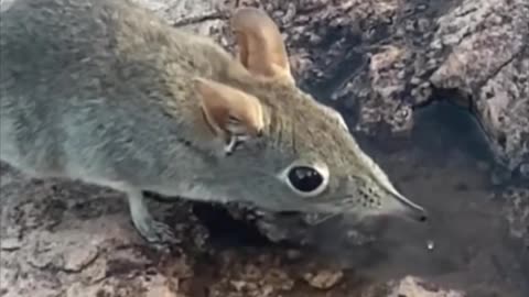 Elephant Shrew 🐀 One Of The Cutest And Rarest Animals In The Wild #shorts