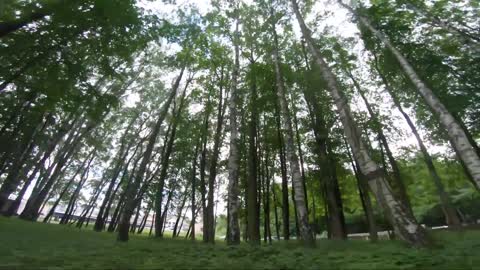 in a tiny forest -