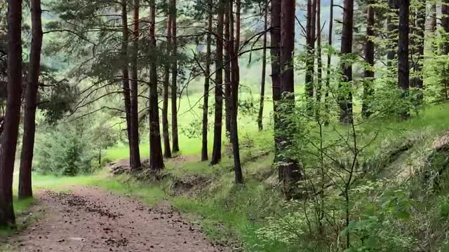 Wonderful Forest Bird Songs ASMR Ambience #shorts