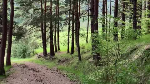 Wonderful Forest Bird Songs ASMR Ambience #shorts