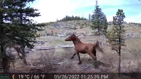 Ever seen a bear chasing horses?