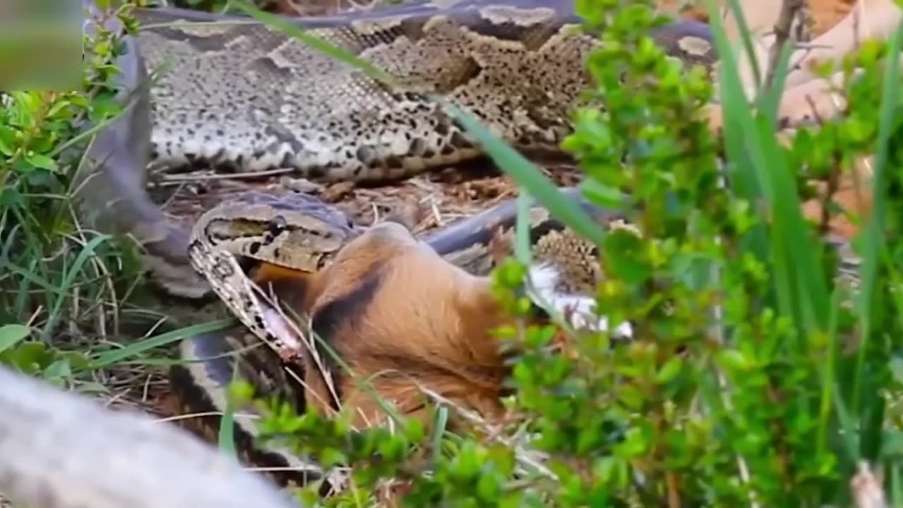 amazing giant snake kills deer