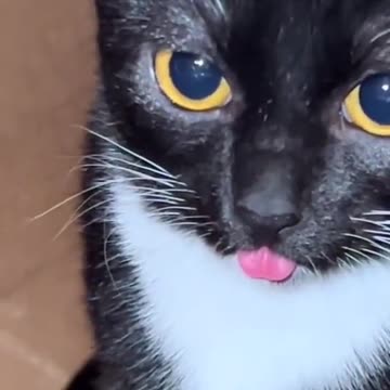 my cat are very cute and beautiful i love it